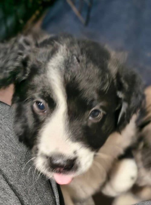 Photo of Candy Bars : Mounds, adoptable Border Collie in Aurora, Indiana