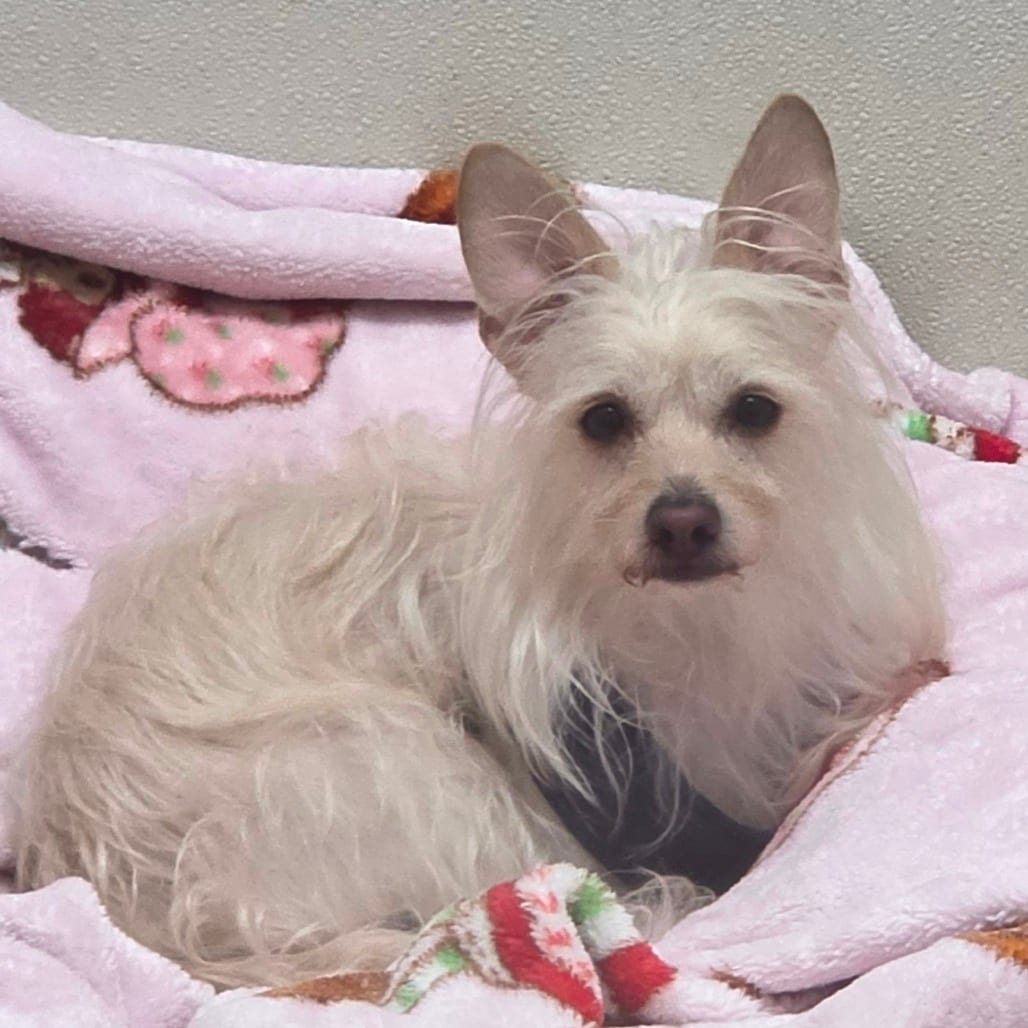Photo of Brutus - Chino Hills Location, adoptable Maltese / Chihuahua