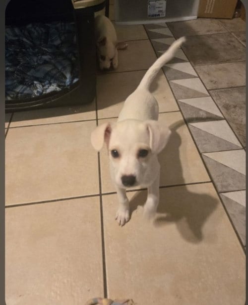 Photo of Waffles, adoptable Chihuahua in Cherry Valley, California