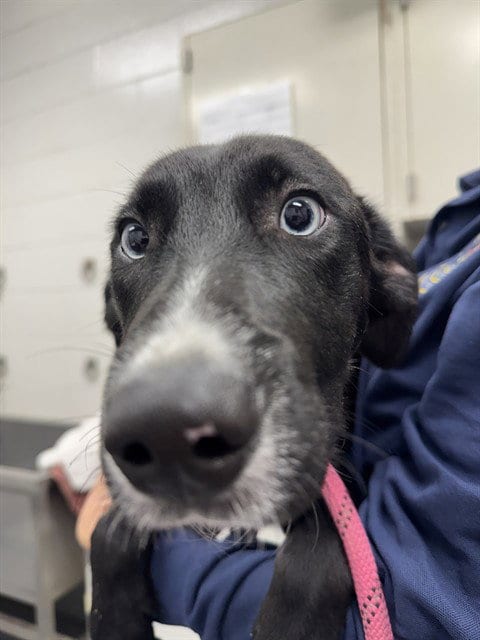 Photo of Simon Says, adoptable Siberian Husky in Peoria, Illinois