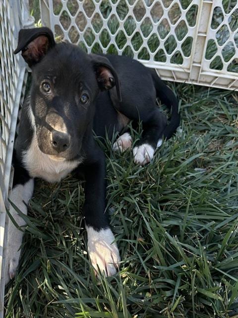 Photo of A173993, adoptable German Shepherd Dog in Placerville, California