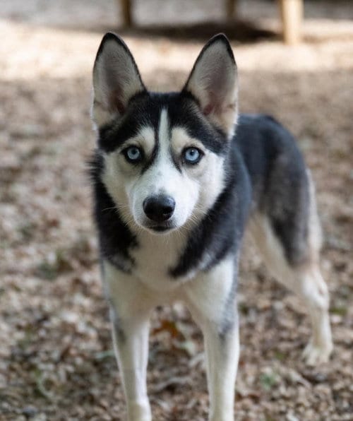 Photo of Darling, adoptable Siberian Husky in Matawan, New Jersey