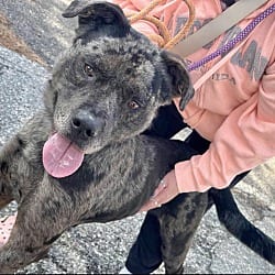 Photo of Pike, adoptable Catahoula Leopard Dog in East Hartford, Connecticut