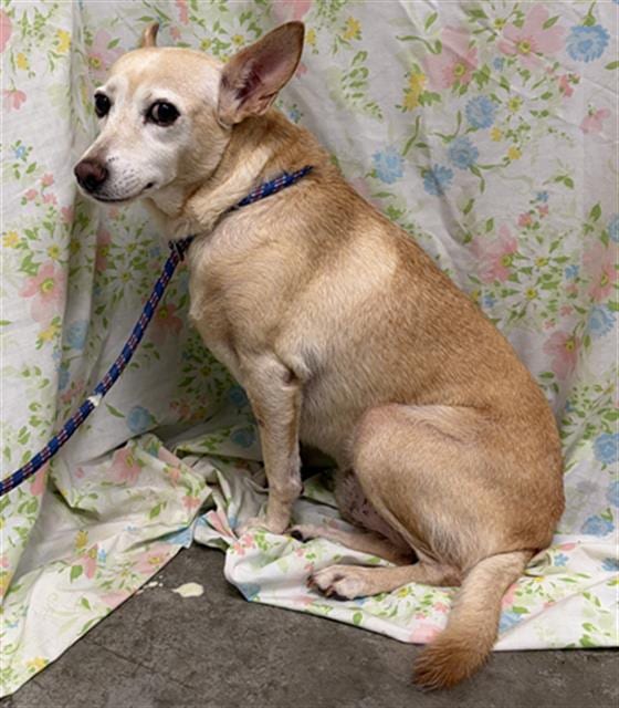 Photo of Delly, adoptable Rat Terrier in Rosenberg, Texas