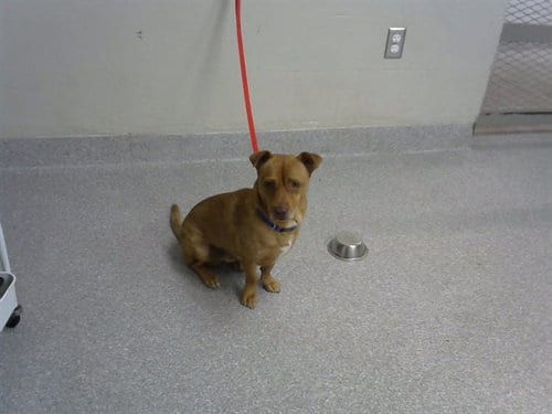 Photo of Rolo, adoptable Chihuahua in Pasadena, Texas