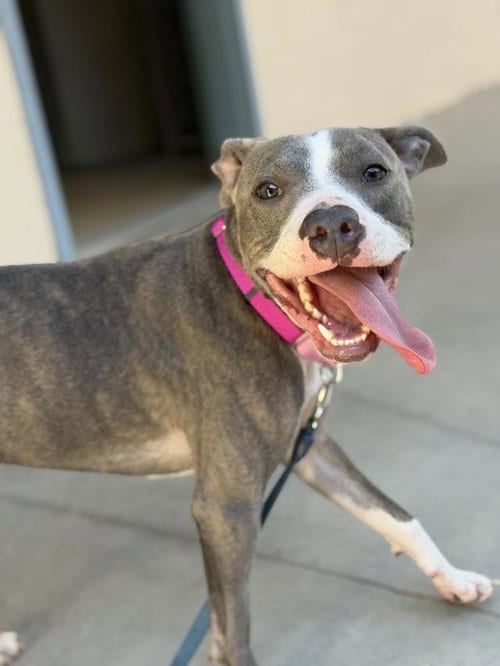Photo of Scope, adoptable Pit Bull Terrier in Santa Maria, California