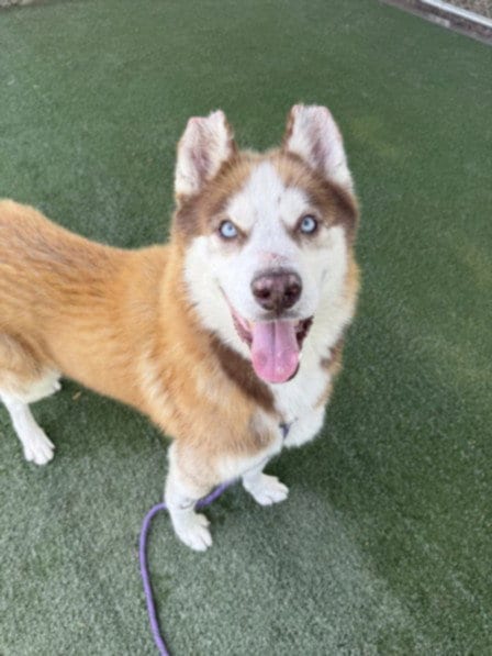 Photo of Maple, adoptable Husky in Chatsworth, California