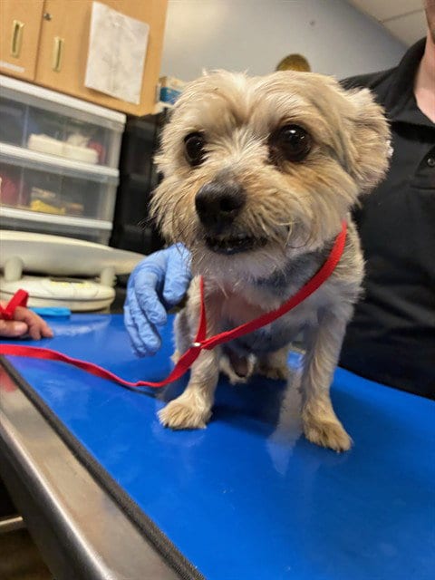Photo of Chaps, adoptable Yorkshire Terrier Yorkie in Phoenix, Arizona