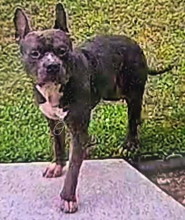 Photo of Brutus, adoptable Pit Bull cross in Lawrenceville, Georgia