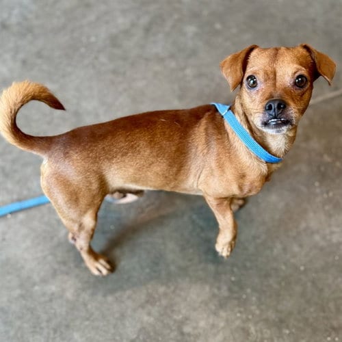 Photo of Astro, adoptable Chihuahua in Tavares, Florida