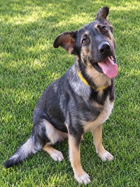 Photo of Hannah, adoptable German Shepherd Dog in Oklahoma City, Oklahoma