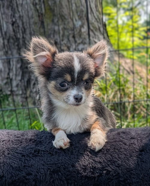 Photo of Nacho, adoptable Chihuahua in Sioux Falls, South Dakota