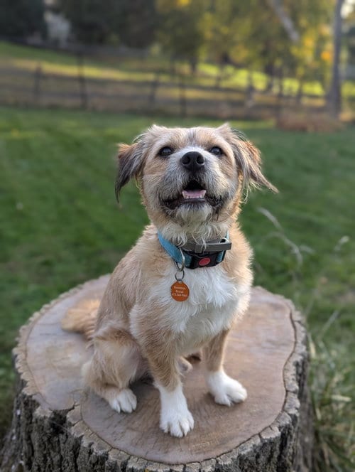 Photo of Frankie, adoptable Border Terrier in St. Louis Park, Minnesota