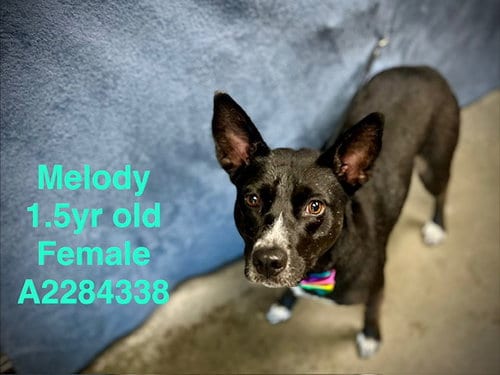 Photo of Melody, adoptable Australian Cattle Dog/Blue Heeler in Chatsworth, California