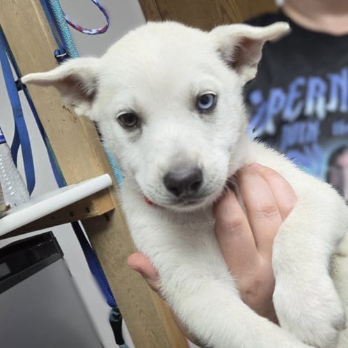 Photo of Talia, adoptable Husky in Fargo, North Dakota