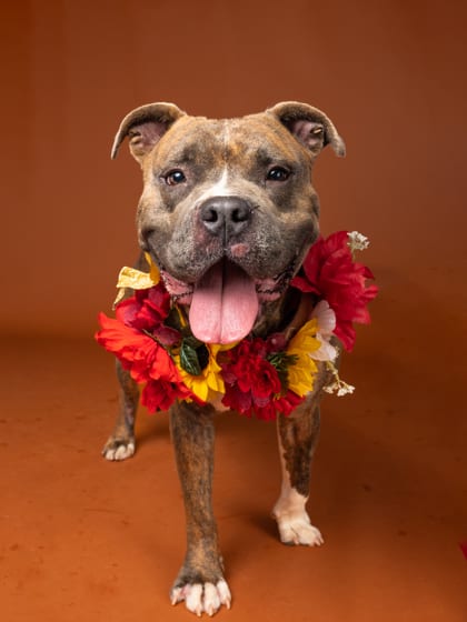 Photo of Tonka, adoptable dog in Atlanta, Georgia