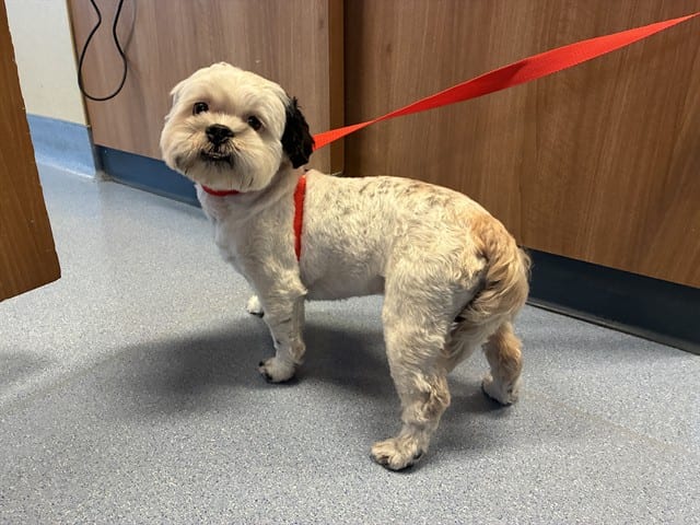 Photo of Senior Shih Tzu, adoptable Shih Tzu in San José, California