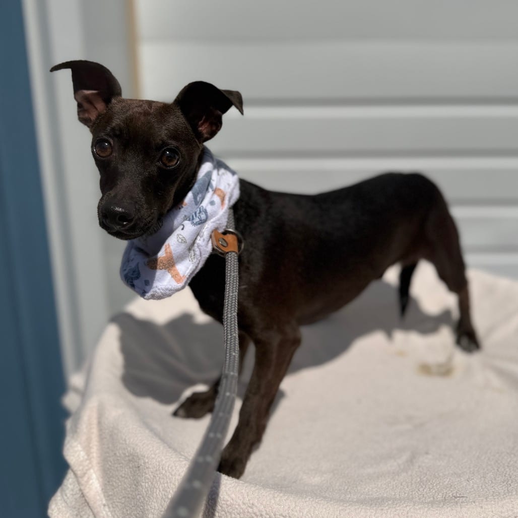Photo of Tobias, adoptable Chihuahua / Mixed Breed (Small) in Newberg, Oregon