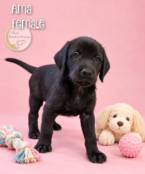 Photo of Ama, adoptable Poodle (Standard) in Benton, Louisiana