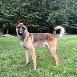 Photo of Remington (Remy) - Located in Connecticut, adoptable Belgian Malinois in Imlay City, Michigan