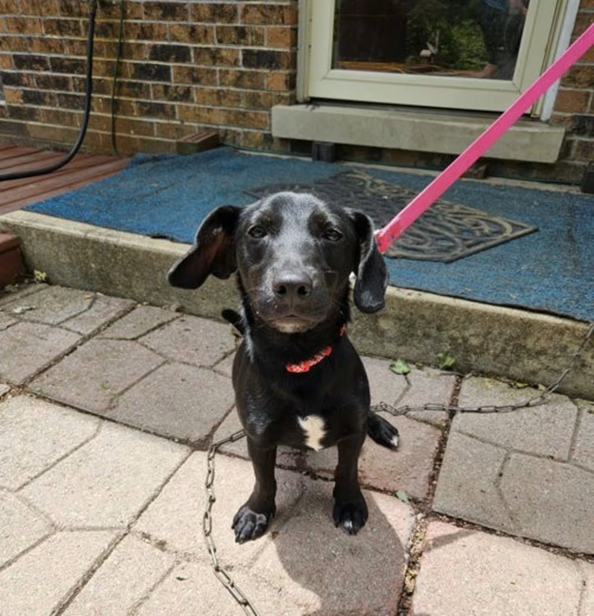 Photo of Meyer 1551, adoptable Dachshund in Arlington Heights, Illinois