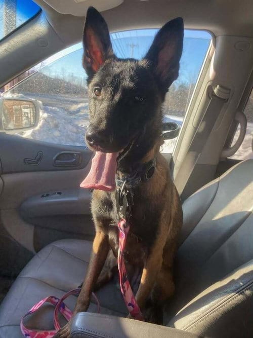 Photo of Anthea - Located in New York, adoptable Belgian Shepherd Malinois in Imlay City, Michigan