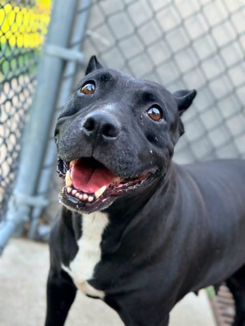 Photo of Raisinet, adoptable American Pit Bull Terrier in Chicago, Illinois