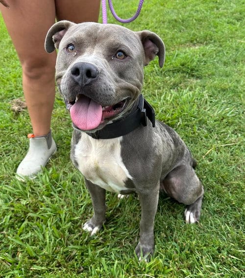 Photo of Mulligan, adoptable Pit Bull Terrier in Evansville, Indiana