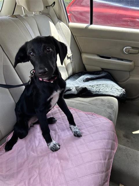 Photo of Jordan, adoptable Labrador Retriever in San Antonio, Texas