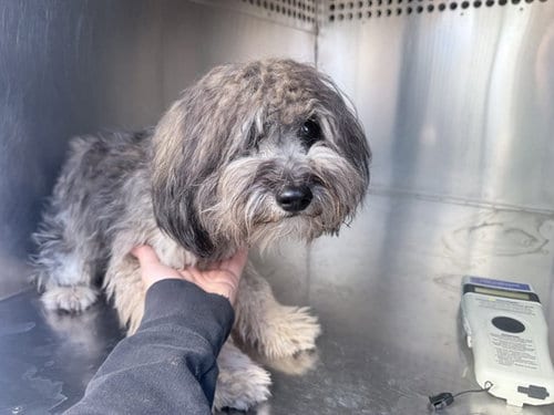 Photo of Buttons, adoptable Maltese in Phoenix, Arizona
