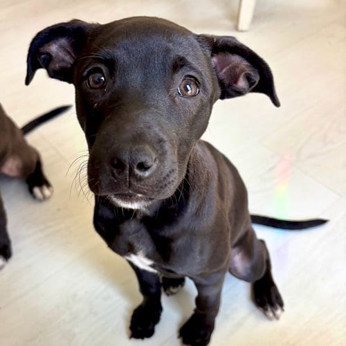 Photo of Janet, adoptable American Staffordshire Terrier in San Juan Capistrano, California