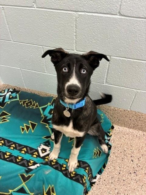Photo of Rune, adoptable Siberian Husky in Brighton, Colorado