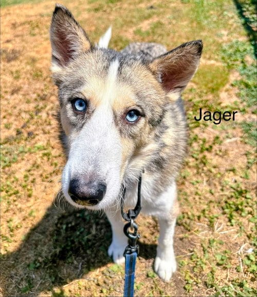 Photo of Jager, adoptable Siberian Husky in Carrollton, Texas