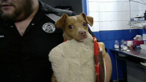 Photo of Tony, adoptable Chihuahua in Albuquerque, New Mexico
