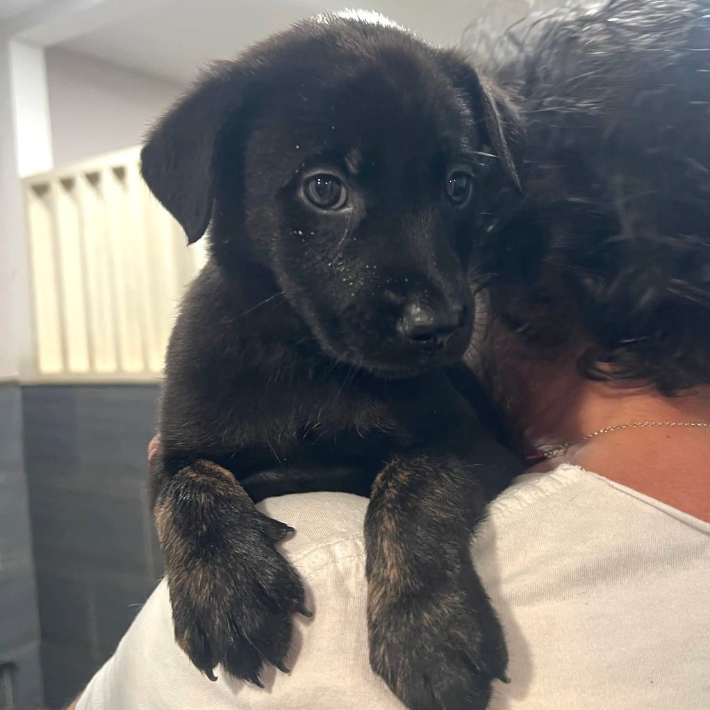 Photo of Coffee, adoptable Shepherd / Mix in San Francisco, California