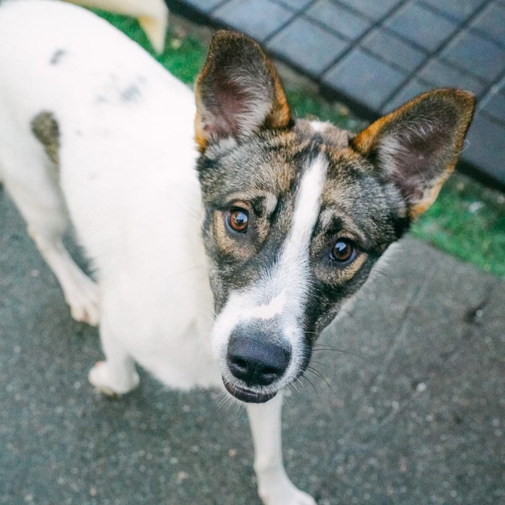 Photo of Lady Gaga, adoptable Mixed Breed (Medium) in San Francisco, California