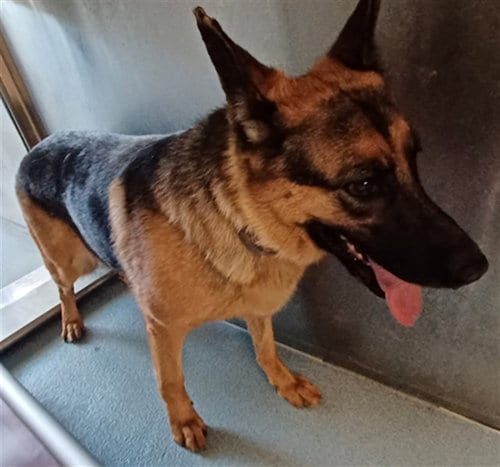 Photo of Hank, adoptable German Shepherd Dog in Baldwin Park, California