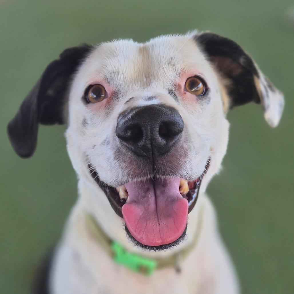 Photo of Pat, adoptable Beagle / Mixed Breed (Medium) in Riverside, California