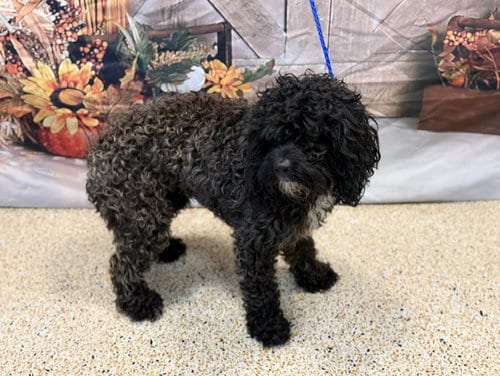 Photo of Zeke, adoptable Poodle (Miniature) in Miami, Florida