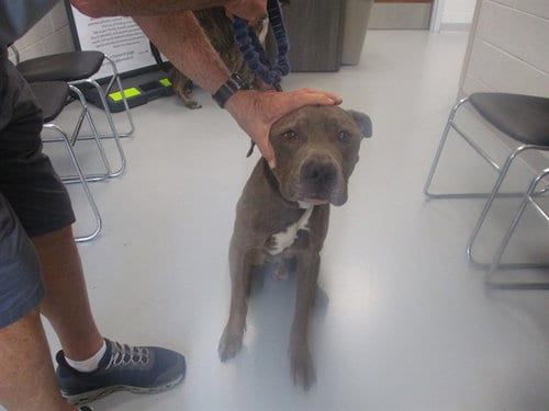 Photo of A391938, adoptable American Pit Bull Terrier in Ocala, Florida