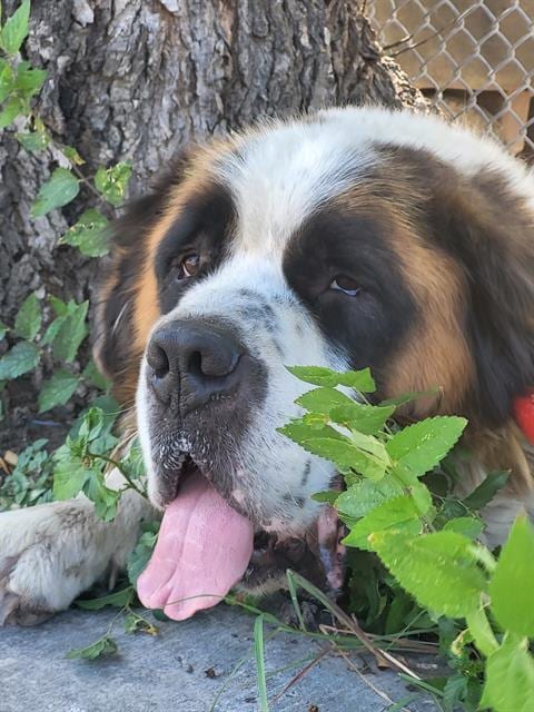 Photo of Romeo, adoptable Saint Bernard in San Antonio, Texas