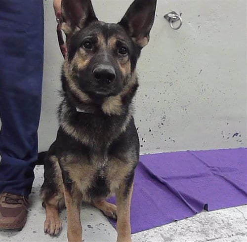 Photo of Liberty, adoptable German Shepherd Dog in Houston, Texas