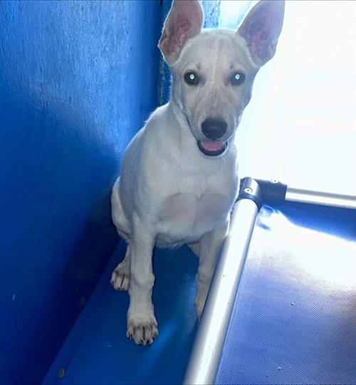 Photo of A171292, adoptable German Shepherd Dog in Bakersfield, California