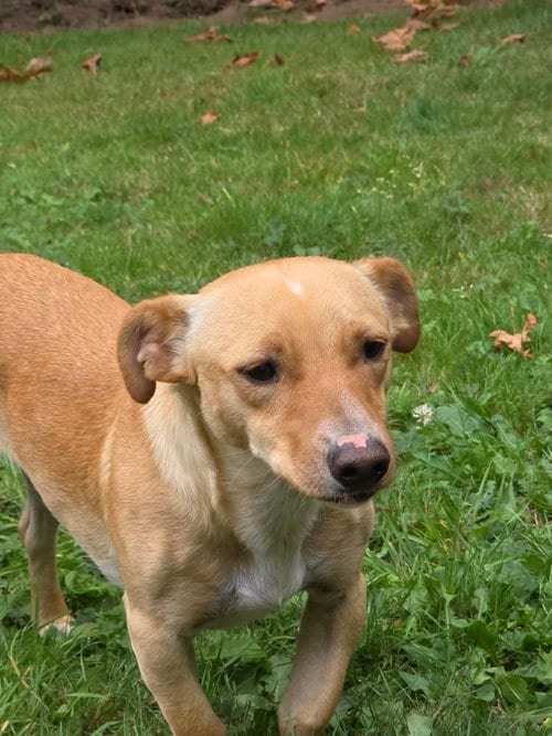Photo of Charlie A Dachshund-Corgi mix, adoptable Dachshund in Arlington, Washington