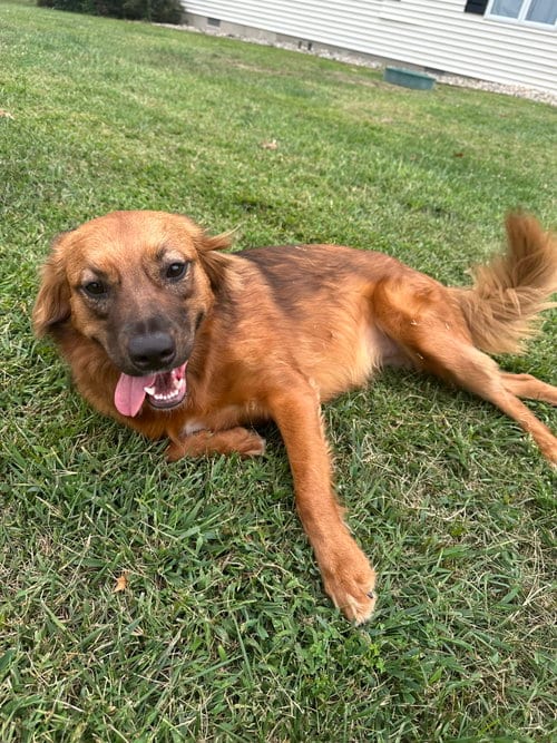 Photo of Penny, adoptable Australian Shepherd in Columbia, Maryland