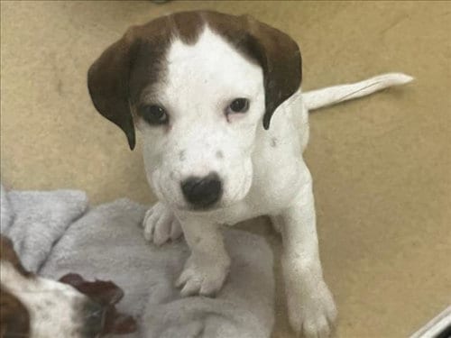 Photo of Chai, adoptable Hound in Chapel Hill, North Carolina