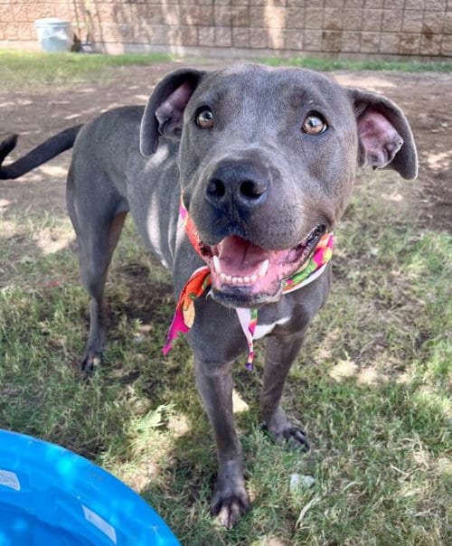 Photo of Tito, adoptable Pit Bull Terrier in Tulsa, Oklahoma