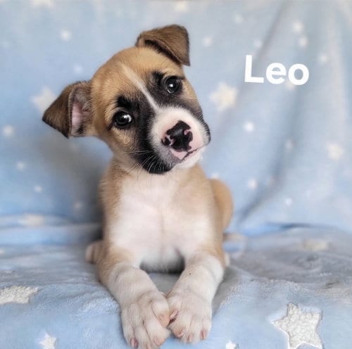 Photo of Leo, adoptable Labrador Retriever in Newark, Delaware