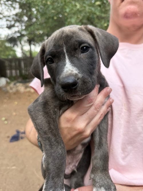 Photo of Chuckie, adoptable Unknown breed (short coat) in Fort Collins, Colorado