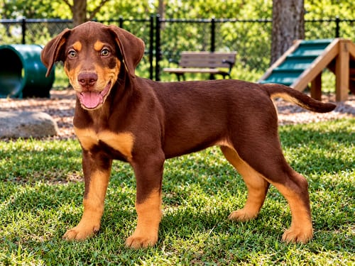 Photo of Puppy Deano, adoptable Golden Retriever in Sussex, New Jersey